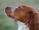 Brittany Spaniels Face