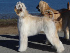 Two Grown Afghan Hounds