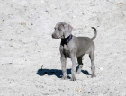 Puppy_Weimaraner_.jpg