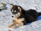 Young Greenland Dog