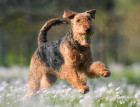 Airedale Terrier Playing