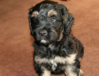 Portuguese Sheepdog Puppy