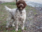 Large Lagotto Romagnolo