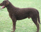 Adult Curly Coated Retriever