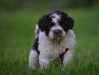 Lagotto Romagnolo Puppy