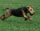 Welsh Terrier Running