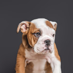 10 gorgeous chunky kc reg  British bulldogs red/white