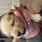 Labrador puppies KC Registered 