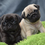 Stunning black and fawn pugs