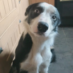 Beautiful collie for sale