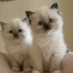 2 White Ragdoll kittens available
