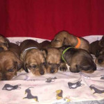 KC Standard Dachshund Puppies!