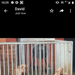 Olde Tyme bulldog puppies mixed litter