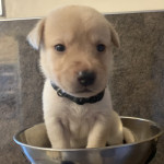 Beautiful litter of 10 Labrador pups 