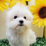 Playful Maltese Pups For Sale