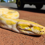 Male and Female Albino Burmese Python for sale