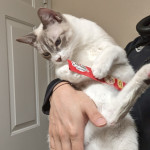 Looking to rehome a siamese kitten