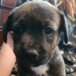 Puppies for sale