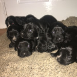 COCKER SPANIEL PUPPIES KC REGISTERED