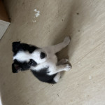 7 border collie cross Siberian husky puppies