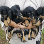 Beautiful poodle cross babies.