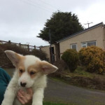 We have beautiful Pembroke Welsh Corgi Pups for sale