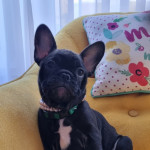 Stunning French Bulldog female puppy for sale
