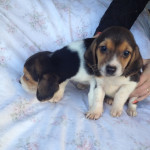 Kc reg tri coloured beagle puppies