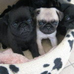 3 Pug Puppies Left For Sale Pedigree