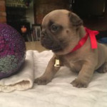Chunky 10 weeks old French Bulldog Puppies