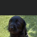 Labrador retriever working puppies kc registered Ftch bloodline 