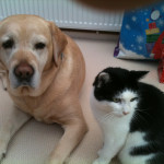 Pedigree Labrador retriever Puppys 