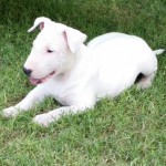 KC Reg & Pedigree English Bull Terrier Puppies For Sale