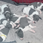 KC registered blue/white whippet pups for sale 