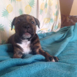 Gorgeous Staffy Puppies for sale