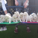 Goldendoddle puppies for sale 