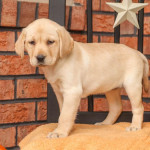 KC Labrador Retriever puppies for sale
