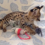 Beautiful Serval kittens