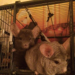 2 male chinchillas with enclosure and accessories 