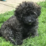 Unique lovely litter of cavapoochons for sale ready to go now.