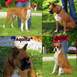 boxer wonderful companions puppies for sale