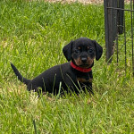 Gorgeous Miniature Dachshund Pups