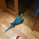 perfect feathers B&G macaws