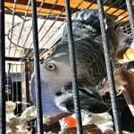 African grey needing forever home 