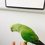 fully tame and talking indian ring neck parrot 