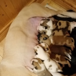 Beautiful Saint Bernard x Lurcher