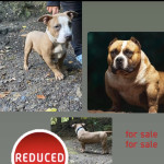 American pocket bully