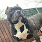 Adult Male American Pocket Bully