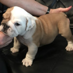 Bulldog pups 