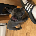 French bulldogs for sale ready now